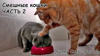 Funny Animal Videos 2023 - Funniest Dogs and Cats Videos #36 - YouTube картинки