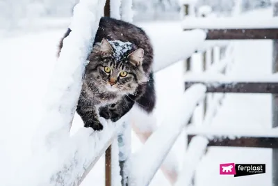 Кошки и снег – поведение кошек в снегопад картинки