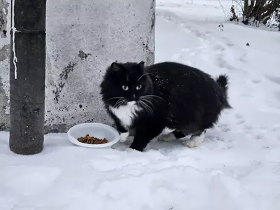 Скачать обои зима, снег, любовь, кошки, снежинки, ночь, замок, окно, арт,  пара, подоконник, раздел ко… | Кошки и котята, Смешные фотографии животных,  Красивые кошки картинки