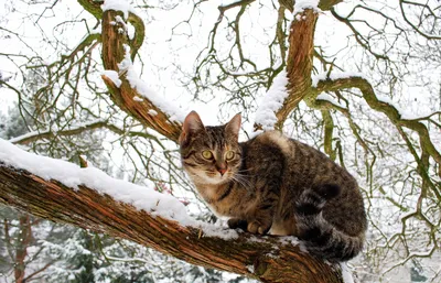 Коты зимой | Кошки, Кот картинки