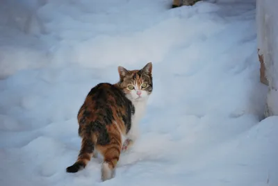 Очень милый котенок зимой» — создано в Шедевруме картинки