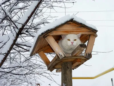 Зимние коты: котики резвятся в снегу 🌨❄ Сколько градусов мороза может  выдержать кот? | Жена Звездочета | Дзен картинки