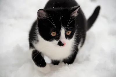 Anno Domini - 🌺🌹💐 А зимой на велосипеде нельзя кататься?😻😼😽  💐🌺🌹Can't you ride a bike in winter? 😻😼😽 Анно Домини Ясный Месяц У нас  есть свободные котята! Телефон, viber, WhatsApp +380676618496 #кот # картинки