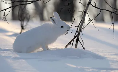 Раскраска животные зима. Лесные звери в пруду зимой картинки