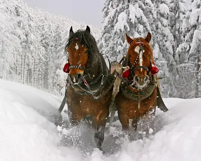 Скачать обои Western Gerald Harvey Jones, вестерн, зима, ковбой, лошади на рабочий  стол 1152x864 картинки