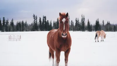 Обои лошадь, зима, снег, лес картинки на рабочий стол, фото скачать  бесплатно картинки