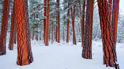 Обои природа, зима, деревья картинки на рабочий стол, фото скачать бесплатно картинки