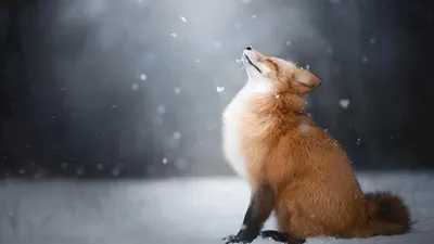 Обои снег, зима, лиса, лисица, животное, snow, winter, fox, animal  разрешение 1920x1080 | Fox in snow, Pet fox, Animal drawings картинки