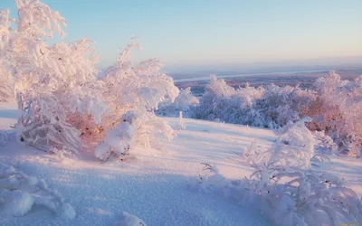 Картинка Spruce Forest in Winter для телефона и на рабочий стол Widescreen рабочего  стола PC 1920x1080 Full HD картинки