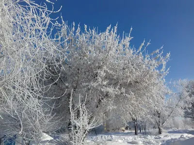 город пекин зимой осенью, уличный фонарь, улица, зима фон картинки и Фото  для бесплатной загрузки картинки