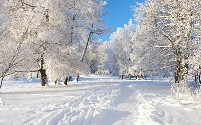 Nature Winter HD Wallpaper картинки