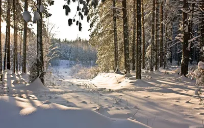 Скачать обои Тропинка в зимнем лесу, Зима, Снег, Солнце, Сосна, Ель, Небо,  Облака, Тропинка, Лес, Кусты в разрешении 2800x2100 на рабочий стол картинки