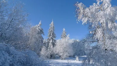 Картинки на рабочий стол зима в лесу картинки