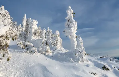 Зимняя фотосессия в лесу Ростов-на-Дону. Фотограф Надежда Соловьёва картинки