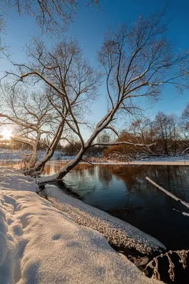 Обои на рабочий стол Зима, река, лес, деревья, пейзаж, природа, winter -  Зима - Природа - Картинки, фотографии картинки