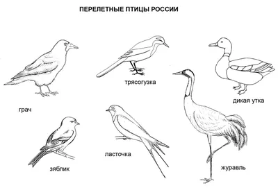 Проект для детей младшего дошкольного возраста 4-5 лет «Перелётные и з картинки