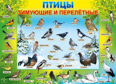 Беседа с детьми старшего дошкольного возраста «Перелетные и зимующие птицы»  (2 фото). Воспитателям детских садов, школьным учителям и педагогам -  Маам.ру картинки