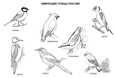 Перелетные и зимующие птицы » картинки