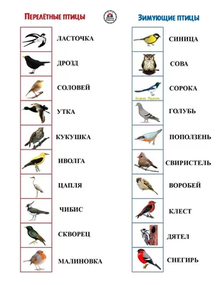 Тематический словарь в картинках. Мир животных: В 5 кн. Кн. 5. Перелетные и зимующие  птицы России. картинки