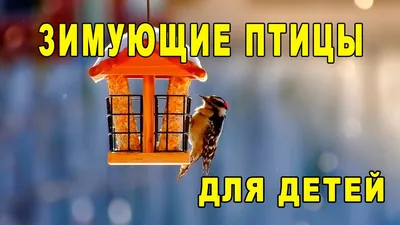 Дидактическая игра «Зимующие и перелетные птицы» (12 фото). Воспитателям  детских садов, школьным учителям и педагогам - Маам.ру картинки