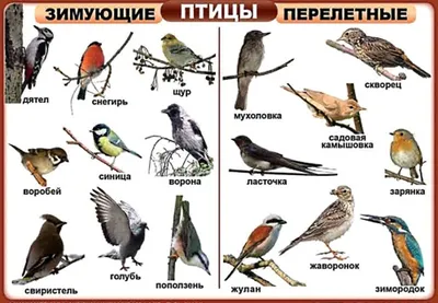 Зимующие и перелетные птицы - презентации и картинки картинки