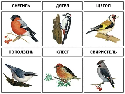 Зимующие птицы. Картинки, стихи и вопросы к мероприятию Зимующие птицы и  зимние кормушки. | Птицы, Картинки, Детские мероприятия картинки