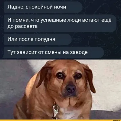 Ладно, спокойной ночи И помни, что успешные люди встают ещё до рассвета Или  после полудня Тут за / приколы / смешные картинки и другие приколы:  комиксы, гиф анимация, видео, лучший интеллектуальный юмор. картинки