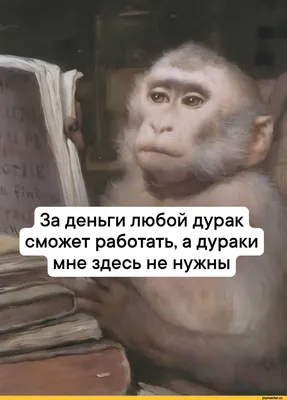 ё За деньги любой дурак сможет работать, а дураки мне здесь не нужны /  Приколы для даунов :: За деньги любой дурак сможет работать :: обезьяна ::  разное / картинки, гифки, прикольные картинки