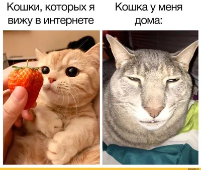 Кошки, которых я вижу в интернете Кошка у меня дома: / Приколы для даунов  :: коты :: разное / картинки, гифки, прикольные комиксы, интересные статьи  по теме. картинки