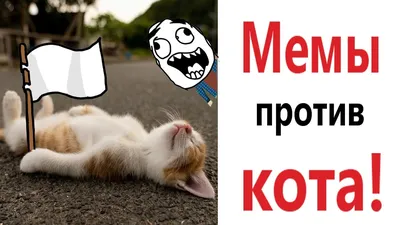 Приколы про котов воителей | Fandom картинки