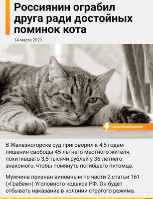 Фото приколы коты картинки