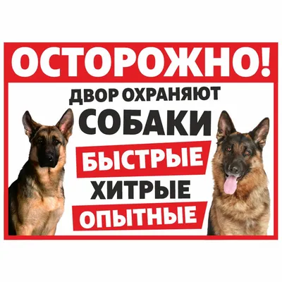 Анекдоты про собак и их хозяев. Часть 6. | akita_edition | Дзен картинки