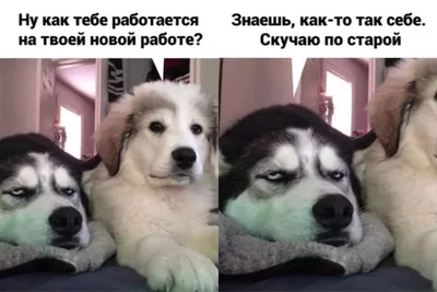 Табличка, с юмором, прикол, DANGER DOG, Осторожно! Во дворе собака без  привязи, Стафф 25x14 см, 25 см, 14 см - купить в интернет-магазине OZON по  выгодной цене (982388748) картинки