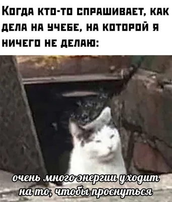 Заберите его назад в школу, а то я повешусь: приколы о дистанционном  образовании | Mixnews картинки