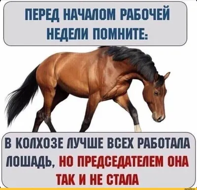 ПЕРЕД НАЧАЛОМ РАБОЧЕЙ НЕДЕЛИ ПОМНИТЕ: В КОЛХОЗЕ ЛУЧШЕ ВСЕХ РАБОТАЛА ЛОШАДЬ,  НО ПРЕДСЕДАТЕЛЕМ ОНА Т / Прикольные картинки / смешные картинки и другие  приколы: комиксы, гиф анимация, видео, лучший интеллектуальный юмор. картинки