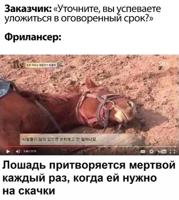 лошадь #horse #лошади... - Юмор, анекдоты, приколы | Facebook картинки