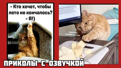 Коте конфискатор ,и воспоминания о лете смешные картинки приколы с озвучкой  🤣 - YouTube картинки