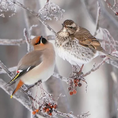 Какие птицы прилетают зимой? Зимние птицы - кочевники | Природа и экология  | annie_wild_life | Дзен картинки