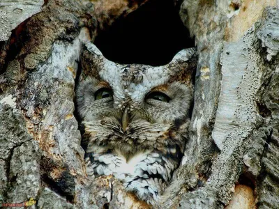 Прикольные тапочки в виде совы 🦉, …» — создано в Шедевруме картинки