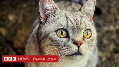 Гусь - лучшие приколы и смешные картинки | Facebook картинки