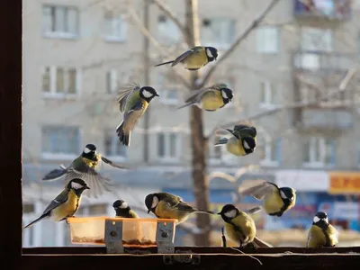 Зимние синицы | Прогулки по городу картинки