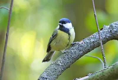 Синицы зимой (много фото) - treepics.ru картинки