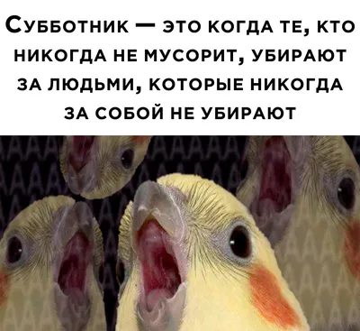 Все на субботник!\" - веселые объявления, в которых все настолько серьезно  что просто смешно | Адекватное родительство | Дзен картинки