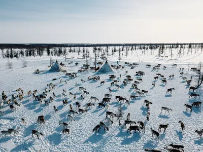 Смена сезонов осень-зима в этом морозном году в заполярной тундре. | Пикабу картинки