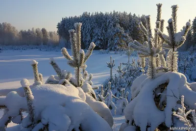 INFO-CAM | Галерея : Зима 2019 под Питером. Winter 2019 near  Saint-Petersburg. картинки