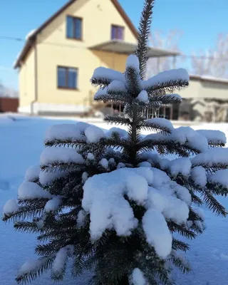 Открытка последнее воскресенье зимы картинки