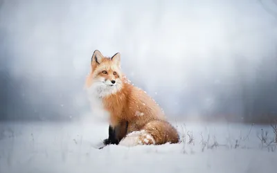 В полёте🙂 #белка #белочка #природа #животные #зима #снег #январь #squirrel  #animals #nature #naturephotography #winter #snow | Instagram картинки