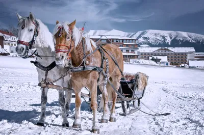 Зима решила вернуться! 🌨❄️ За двое суток снега выпало около 30 см.  Неожиданно! Занимаемся проектами, расчищаем снег и ждём весну!… | Instagram картинки