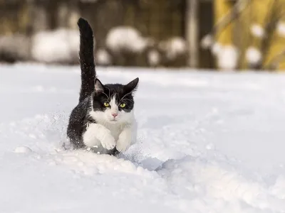 Друзья, зима продолжается... а что котики? ⠀ 🐈знакомятся с соседскими  кошками 🐈🐈воруют морковки у снеговиков 🐈🐈🐈греются в… | Instagram картинки