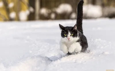 Как Коты Выживают Холодной Зимой | Дневник кота Васи | Дзен картинки